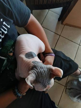 Sphynx Kitten (Las Vegas)63860184644993121