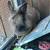 Lion head female rabbit 2 thumbnail