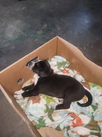 PITBULL PUPPY 1