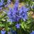 Scilla Bulbs 1 thumbnail