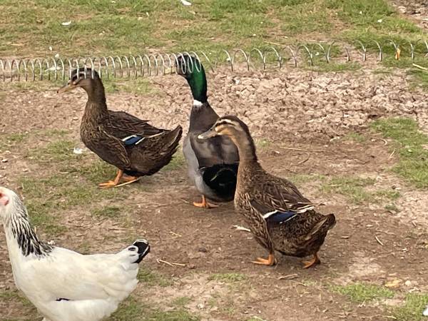 DUCKIES!!!!! 1