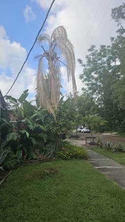Palm removal 1
