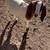 Boer goats 2 thumbnail