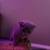scottish fold kitten for sale 2 thumbnail