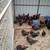 Purebred Black Australorp roosters (6 mo.) 2 thumbnail