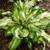 "HOSTA" - Sun or Shade/ Perennial 2 thumbnail
