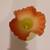 Vintage Fenton Burmese Satin Vase Hand Painted Roses Signed Uranium 4 thumbnail
