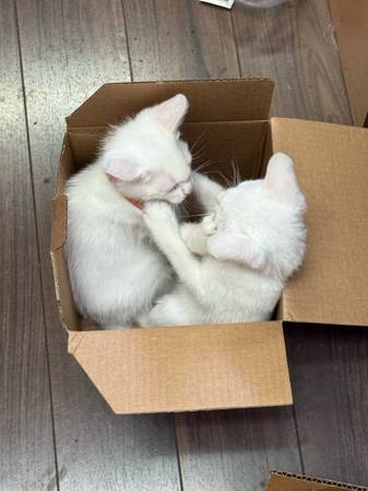 4 gatitos blancos puros adorables para reubicar (San Jose)63658991918723120