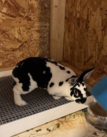 Two bunnies - must go together (Parkville)63924991936899120
