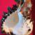 Black Murex Conch Shell "5" 4 thumbnail