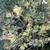 Jade succulent plant all size 2 thumbnail