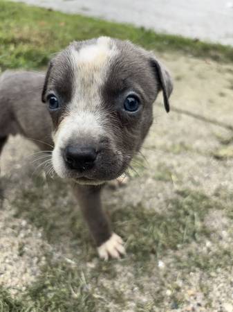 Blue Pitbull Puppies (Lafayette)63680163357953120