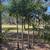Foxtail Palm Trees 2 thumbnail
