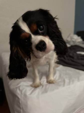 Hembra Cavalier King Charles de 8 meses, registrada por AKC (Jamestown)63655747505793122