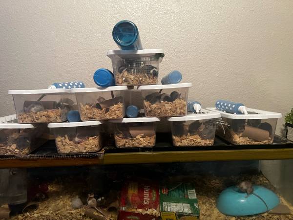 Feeder/Fancy/Pet Mice (Goliad)63667217027073120