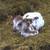 Texas Longhorn Cow/October bull calf 2 thumbnail