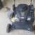 Lawn Mower 1 thumbnail