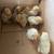 Duccle chicks 2 thumbnail
