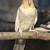 Female pied cockatiel 1 thumbnail
