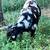 Boer Goat Doe Registered 2 thumbnail