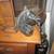 Vintage Cast Iron Horsehead Horse Tie for a post, 2 inch diameter 2 thumbnail