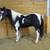 Family Horses 7 thumbnail