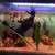 Fish tank (read description) 3 thumbnail