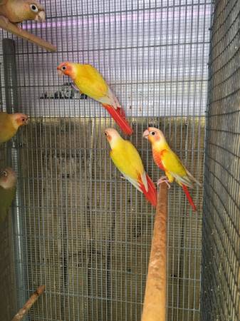 Sun Cheek Conures63685533303553122