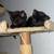 Black kittens 2 thumbnail