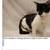 Beautiful long haired black and white kitten 4 thumbnail