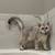 Scottish Kitten 5 thumbnail