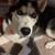 Huskies 3 thumbnail