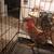 Bantam chicken 8 thumbnail