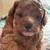 Cockapoo puppies 2 thumbnail
