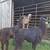 2 halter broke female llamas 4 thumbnail