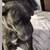 Missing dog in Marshall Arkansas 4 thumbnail