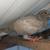 Pigeons 2 thumbnail