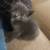 Kittens 3 thumbnail