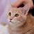 Kittens and cats at Sunnyvale Petco Saturday 10am to 2pm 9 thumbnail