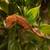 Crested geckos- 3 young unsexed 4 thumbnail
