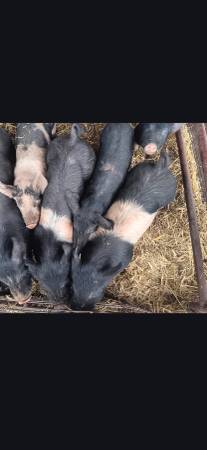 Feeder pigs $ 100.00 to $275 1