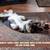 Need to rehome a Corgi 6 thumbnail