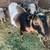 Goat family 1 thumbnail