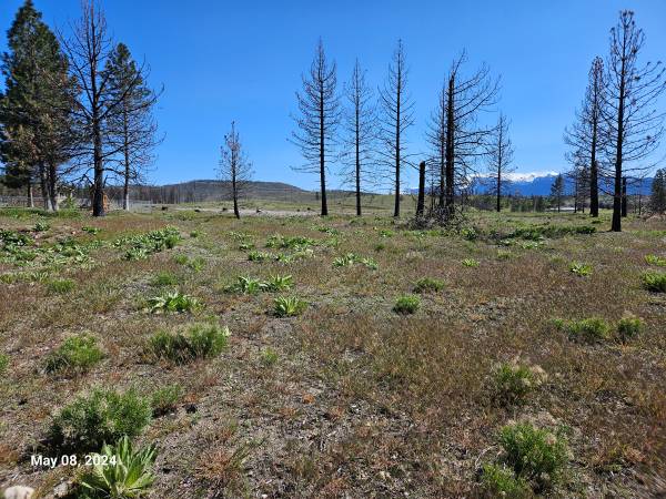$5,500 Lot 116 on Buffalo in Lake Shastina on a dead end road (Lake Shastina)63678184813569123