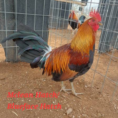 Mclean Blueface Hatch 1