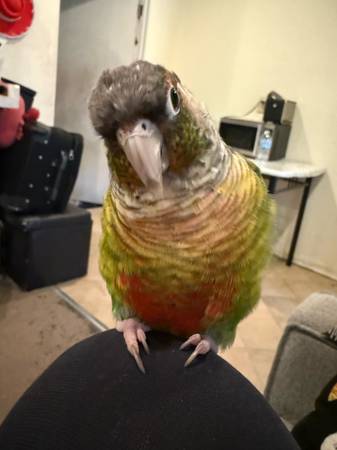 Conure mejilla verde (Santa Fe Springs)63865302663681122