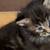 Kittens for sell 1 thumbnail