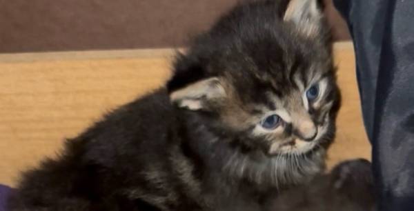 Kittens for sell 1