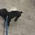 Male dog 7 thumbnail