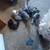 Mixed Main Coon Kittens 3 thumbnail